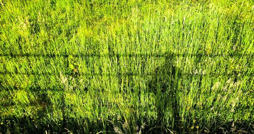 Full frame shot of plants growing on field