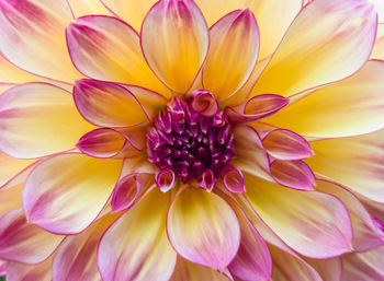 Close-up of pink dahlia