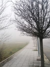 Empty road along bare trees in foggy weather