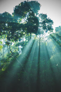 Sunlight streaming through trees in forest