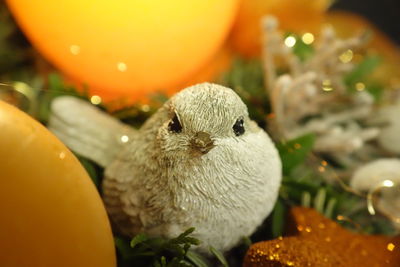 Close-up of a bird