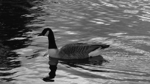 Birds in calm lake