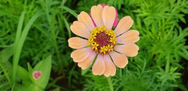 Close-up of pink flower on field