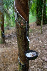 Close-up of tree trunk in forest
