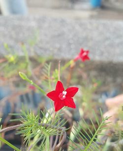 Close-up of red flowers blooming outdoors