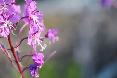 Close-up of flowers blooming outdoors