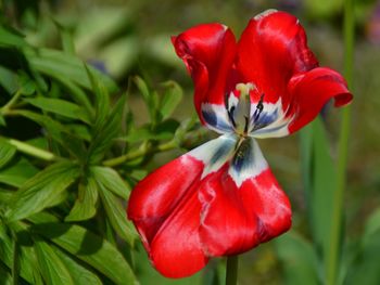 Close-up of red flowering plant