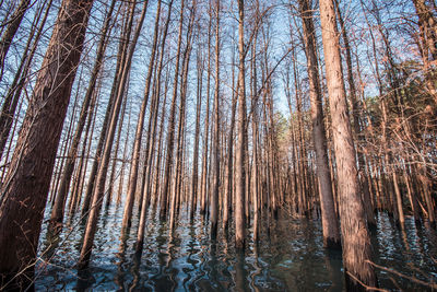 Low angle view of trees against sky