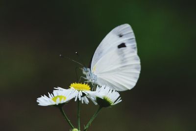 Close-up of butterfly pollinating on white flower