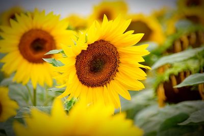 Close-up of sunflower