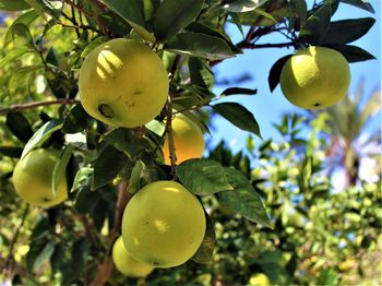 Close-up of fruits growing on tree