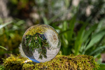 Crystal ball with dandelion flower on moss covered stone