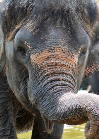 Close-up portrait of elephant