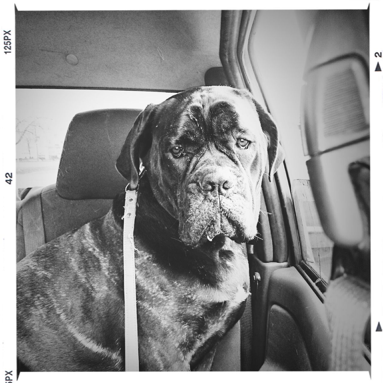 Cane corso