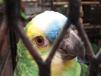 Close-up of parrot