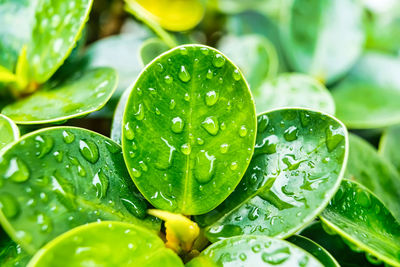 Close-up of wet plant leaves during rainy season