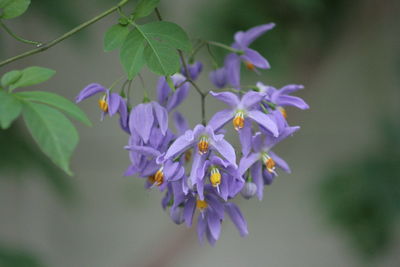 Close-up of purple flowers