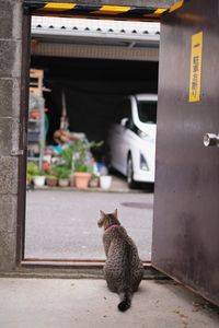 Cat looking away while sitting in car