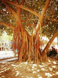 Trees in park