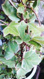 Close-up of leaves