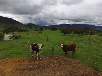 Cows grazing on field against sky