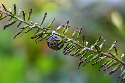 Close-up of plant