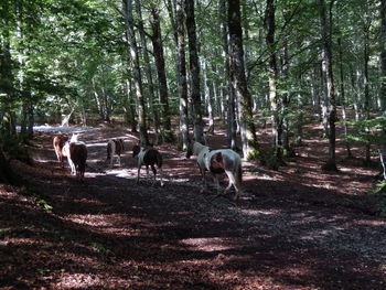 Horses in a forest