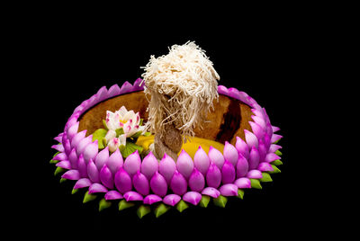 High angle view of pink flowers against black background