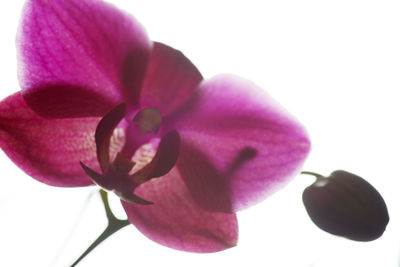 Close-up of pink orchid against white background