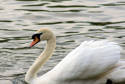 Close-up of swan swimming on lake