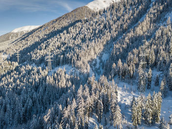 Pine trees on snow covered land