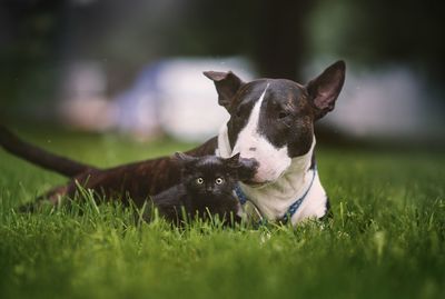 Portrait of a dog on field