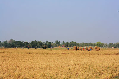 Scenic view of agricultural field against clear sky