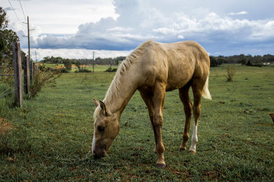 Horse grazing on field