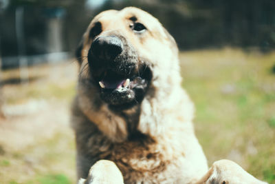 Close-up portrait of a dog on field