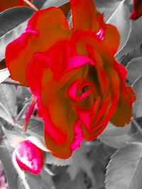 Close-up of red rose