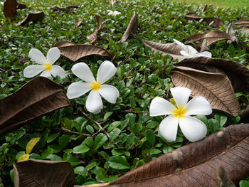 Close-up of white flowering plant