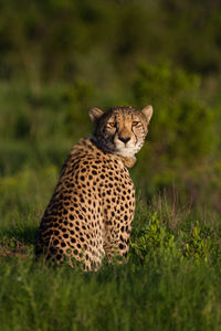 View of a cat on field
