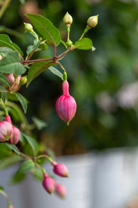 Close-up of pink flowering plant