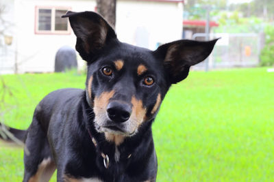 Close-up portrait of a dog