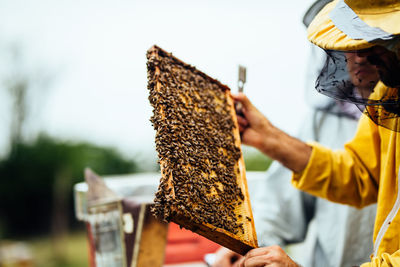 Close-up of bee on human hand