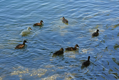 Two swimming in water