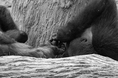 Close-up of a monkey resting