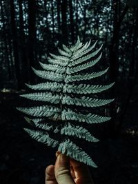 Close-up of hand holding fern leaves