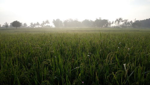 Scenic view of field against sky