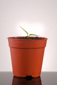 Close-up of potted plant against white background