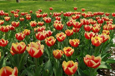 Close-up of poppies blooming in field