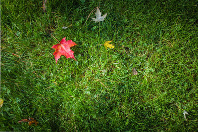 High angle view of red flowers on grass