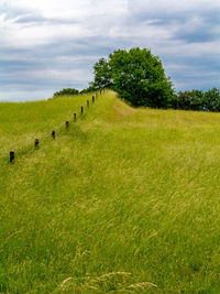 Scenic view of grassy field against sky