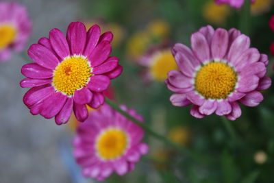 Close-up of pink flower